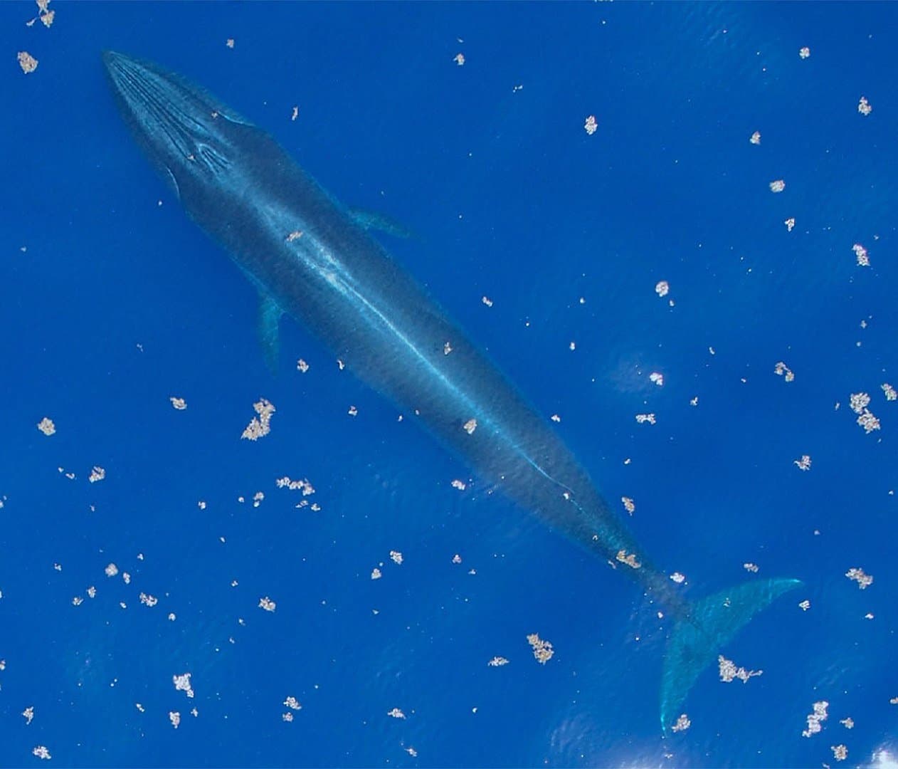 Rice's whale swimming