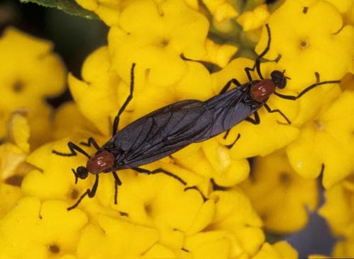 Two black insects with red heads attached for matting on top of yellow flowers
