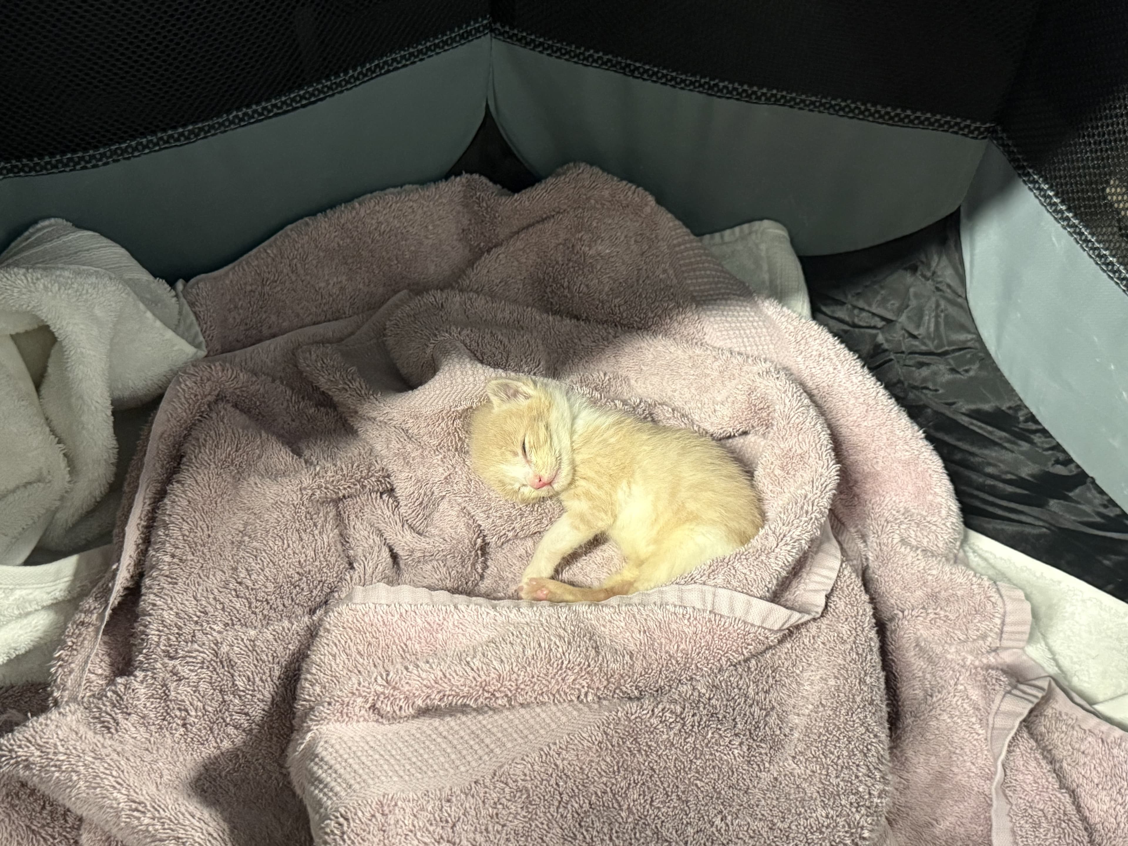 A baby orange kitten sleeping in a towel