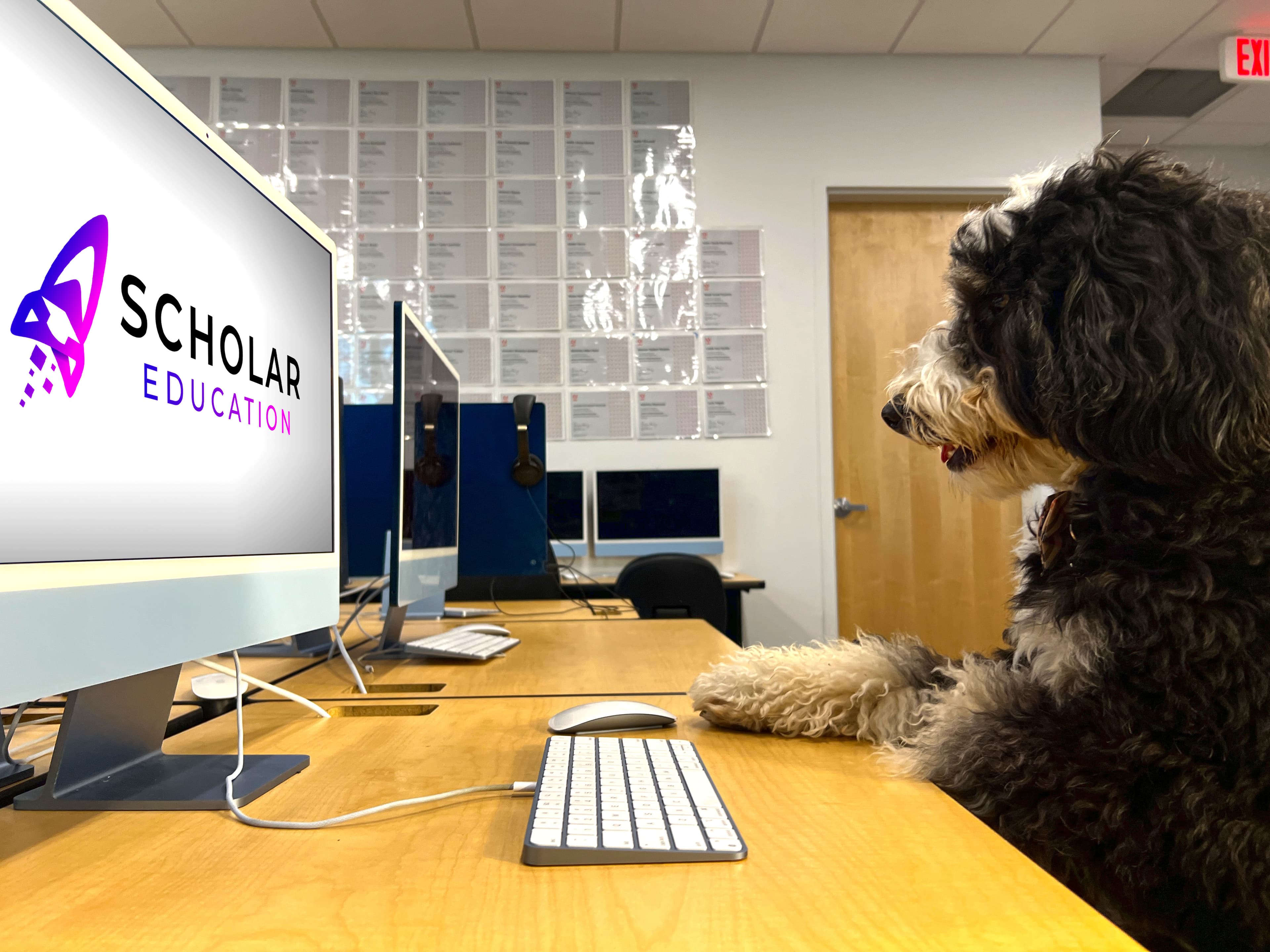 Black and white dog sitting at a computer that says scholar education