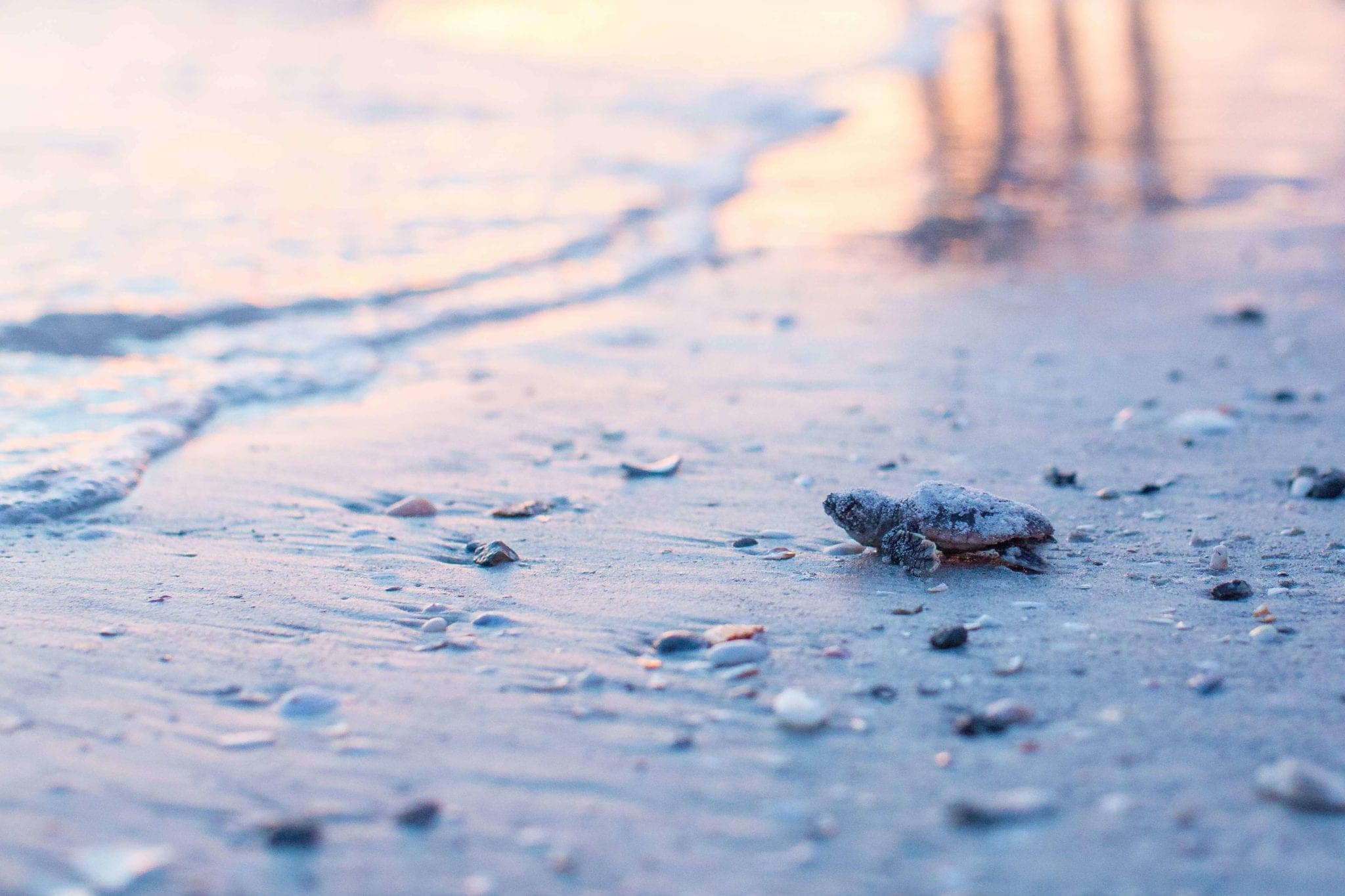a little sea turtle covered in sand trying to make its way to the water