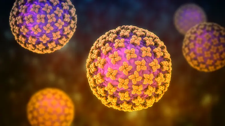 Purple balls with organ dots on them representing hantavirus molecules