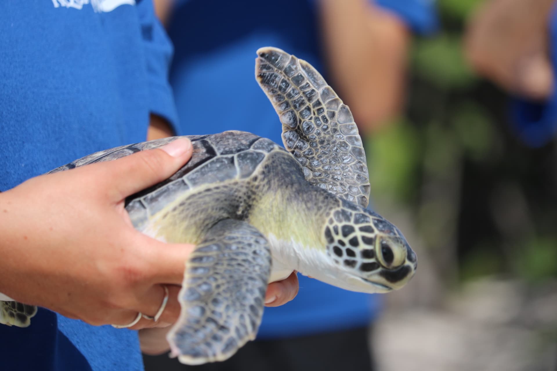 Sea turtle being held