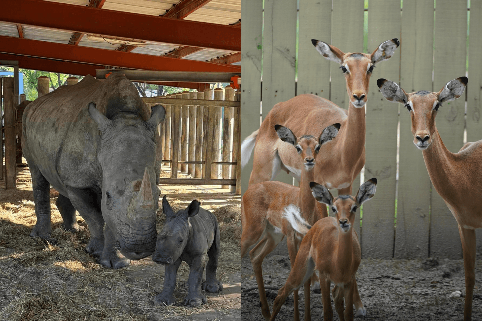 baby rhino to the left and baby impalas to the right