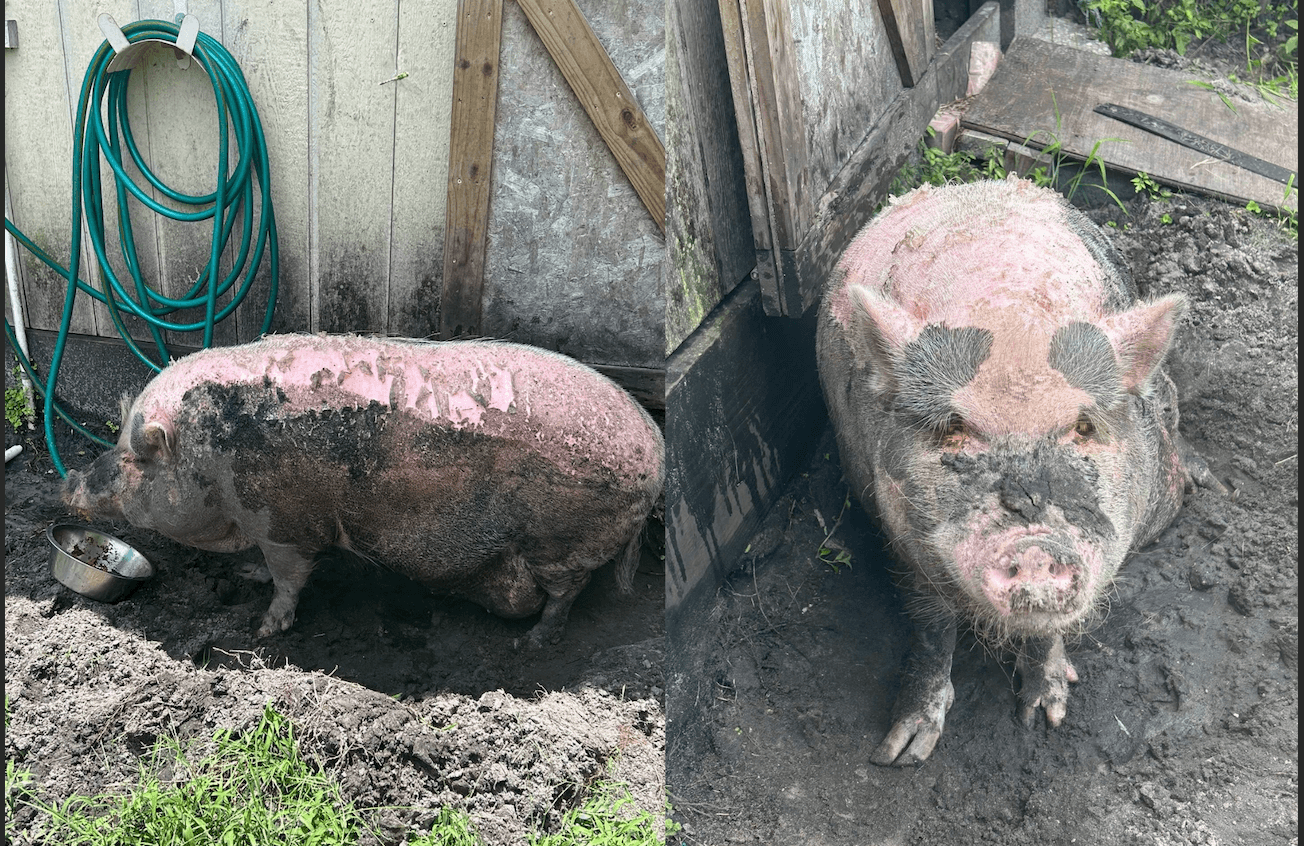 photo of a big pig sunburnt and covered in mud
