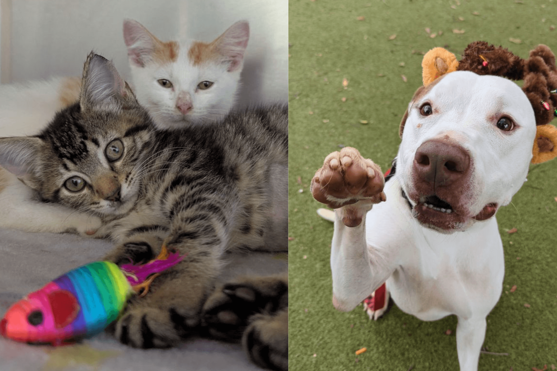 A cat with a toy on the left and a dog on the right