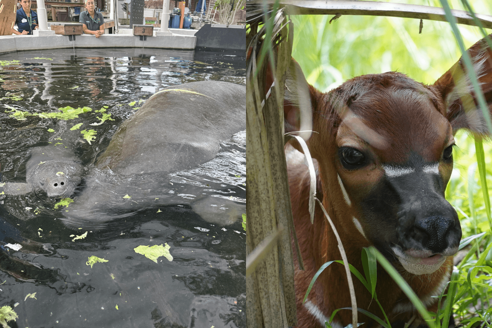 manatee on the left and a calf on the right