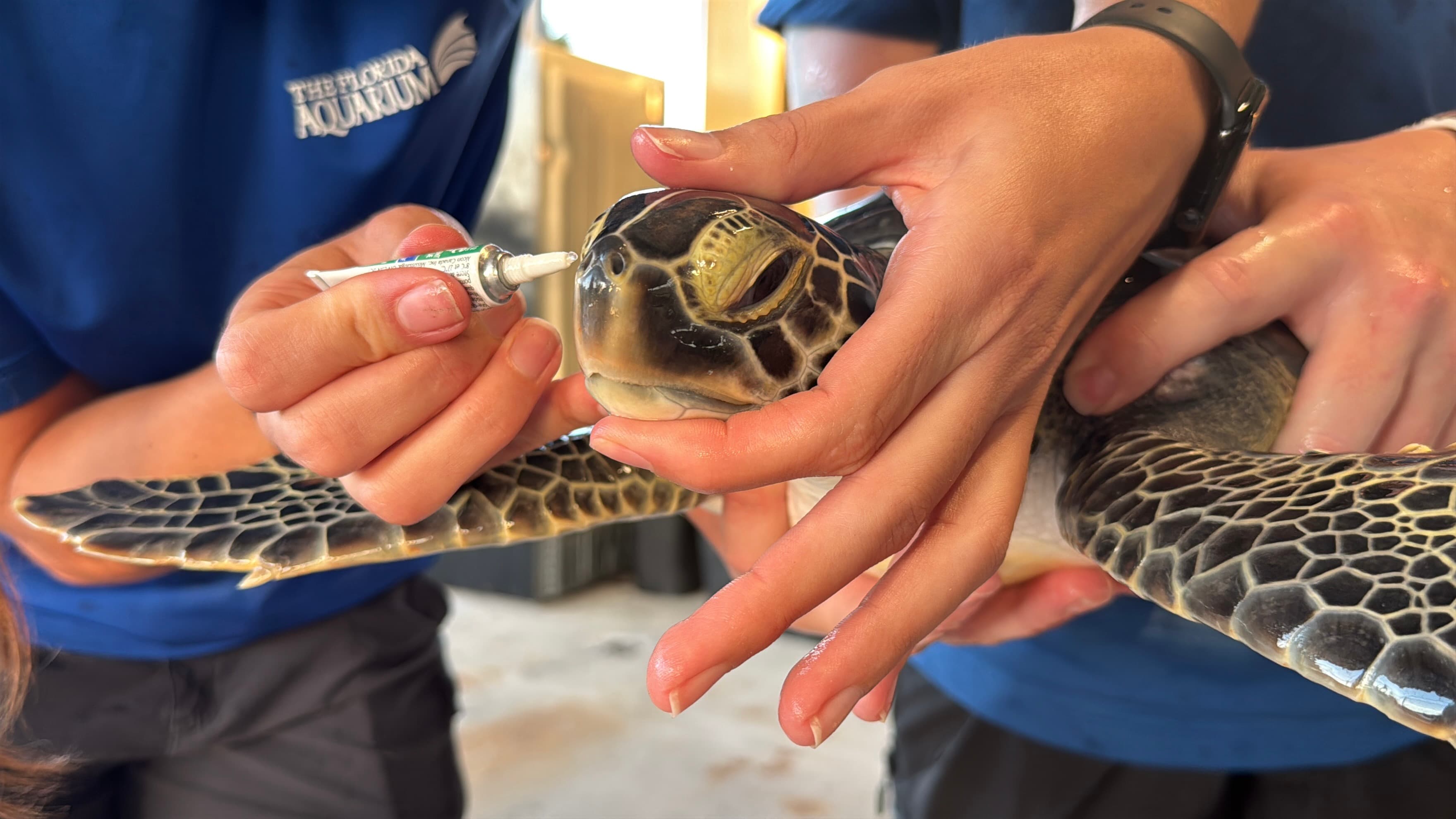 a sea turtle being held with eye lubricant in its face