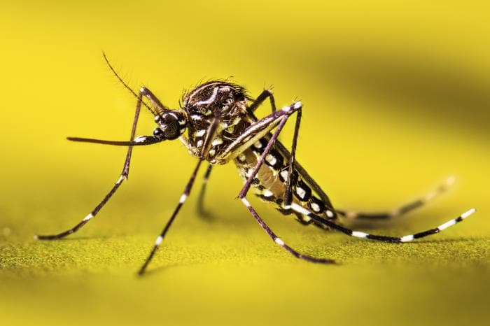 Aedes aegypti mosquito, the daytime-biting species that can spread dengue