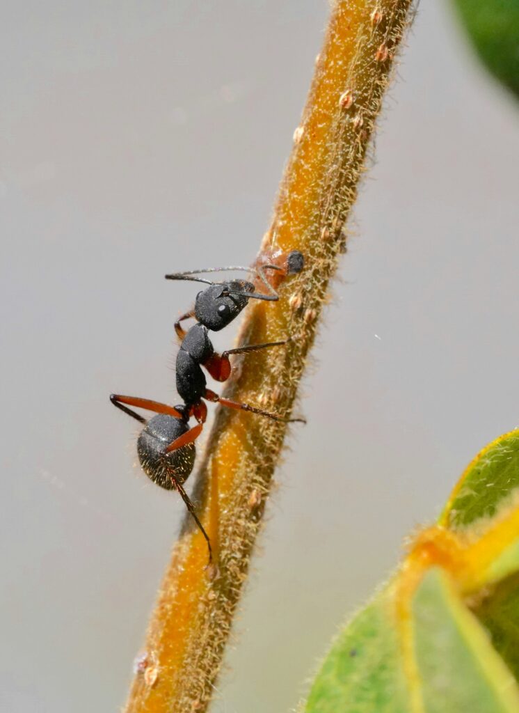 Ant on Stick